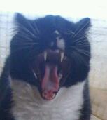 Yawning Cat Number 176